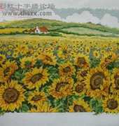 Sunflower Field