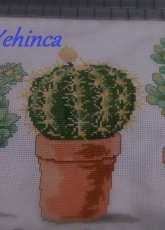 Cactus lovers