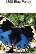Golden Kite GK 1398 - Blue Pansy XSD