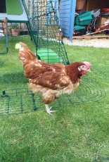 My pet chickens