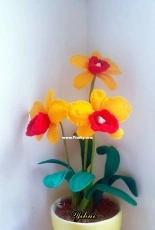 Cattleya orchid