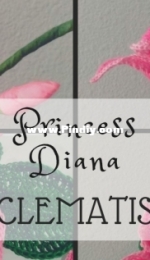 Flawless Crochet Flowers - Leticia Lebron - Princess Diana Clematis