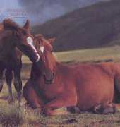 Laura Stitch ANI 018 - Horses
