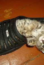 My cat