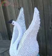 swan with the open wings
