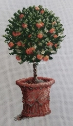 Orange tree