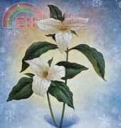 Trillium