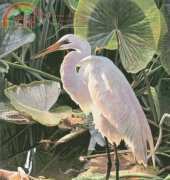 HAED HAELTJ157 Egret - Lewis T. Johnson XSD