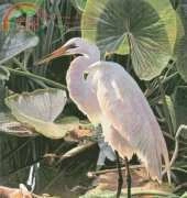 HAED HAELTJ157 Egret - Lewis T. Johnson XSD
