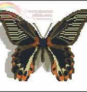 ChM 2001-06 Nadejda Jilcova Papilio rumanzovia