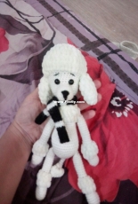dog poodle