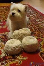 Dogs wool (vesta)