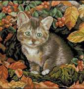 RTO M271 Autumn Kitten