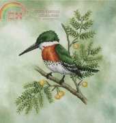 Crossed Wing Collection No. 53 Green Kingfisher (xsd)