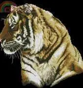 Wild Jungle Tiger by Paul James from Cross Stitch Collection 80 XSD