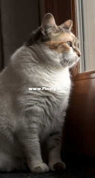Looking out the window