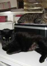 Computer Cats