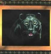 Charivna Mit 247 Black Panther XSD