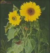 Golden Kite GK1246 Sunflowers