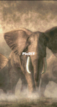 HAED ESKRIDGE20190344 Elephant Stampede in XSD
