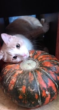 Ready for Halloween