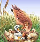 HAED HAEJMP 102 The Ugly Duckling, John Patience