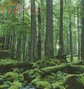 Artecy Cross Stitch - Forest Waterfall