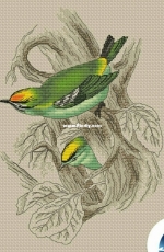 Goldcrest by Anna Ulchitskaya