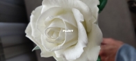 foamiran roses