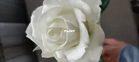 foamiran roses
