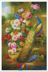 KCO Y612463 - Peacock