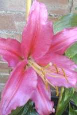 Pink Lily