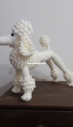 Poodle