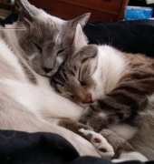 My Cuddlin Kitties