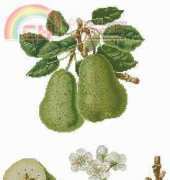 Thea Gouverneur 2056 Pear sampler