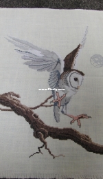 Owl in flight