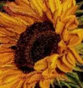 Thea Gouverneur 488 - Sunflower