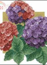 Jacky Lonen - Hydrangeas