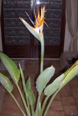 Bird of paradise flower