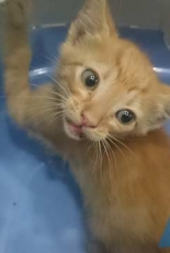 My second cat.