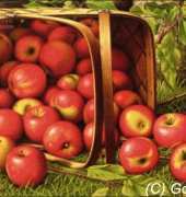 Golden Kite 2806 - Basket of Apples (medium)