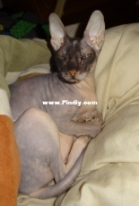 My old Sphynx baby