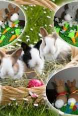 Bunnies and carrots ...