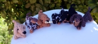 mini dachshund