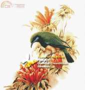 I Love CrossStitch ZXL-001 -  Chloropsis Hardwickii