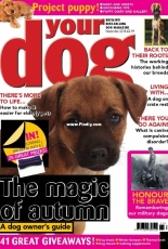 Your Dog - November 2018