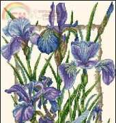Anchor PCE935 Iris
