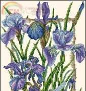 Anchor PCE935 Iris