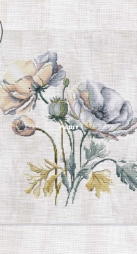 Delicate Poppies by Eva Stitch & Morra Marran