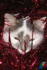 Mes Animaux